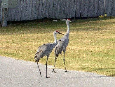 [Two cranes walking across the road.]